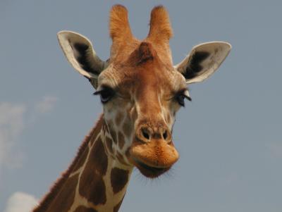 JPG CS Giraffe Close P3252568.jpg