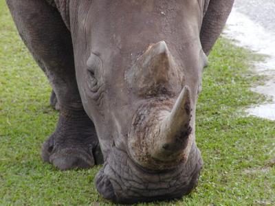 JPG CS Rhino2 P3252515.jpg