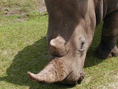 JPG CS Rhino3 P3252518.jpg