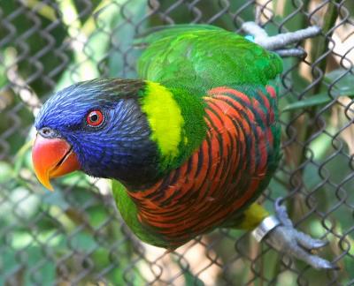 At The Zoo.jpg