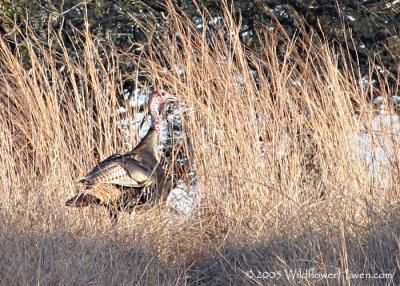 Wild Turkey