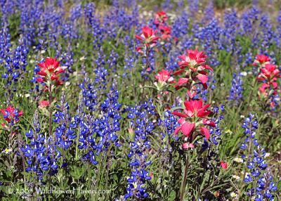 Sandyland Bluebonnets and Paintbrush