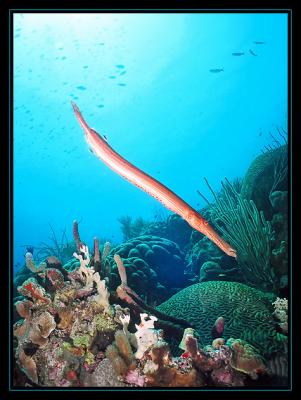 Trumpetfish at dive site Invisibles