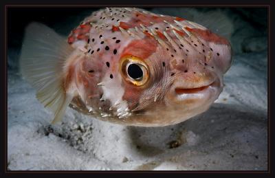 Balloonfish