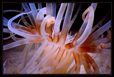 Banded Tube-Dwelling Anemone