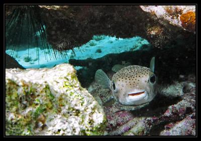 Porcupinefish, AKA Spotted Spiny Puffer