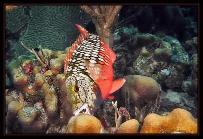 Stoplight Parrotfish taking a bite of living coral