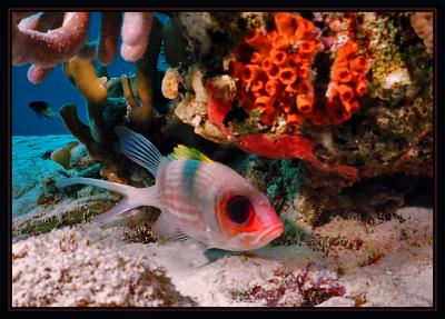 Squirrelfish