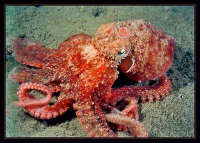 Juvenile Octopus