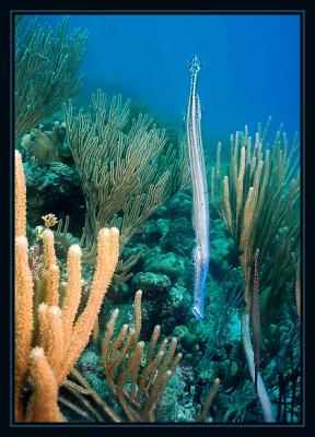 Trumpet Fish, actually 2...