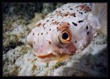 Balloonfish