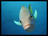 Yellowtail Snapper