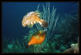 Courtship dance, Whitespotted Filefish