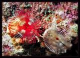 Split-Crown Feather Duster