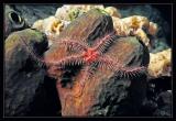 Brittle Star