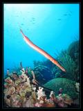 Trumpetfish at dive site Invisibles