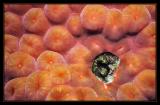 Blenny