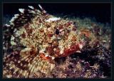 Scorpionfish