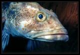 Lingcod