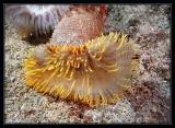Mystery Anemone
