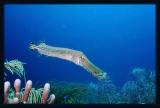 Trumpet Fish