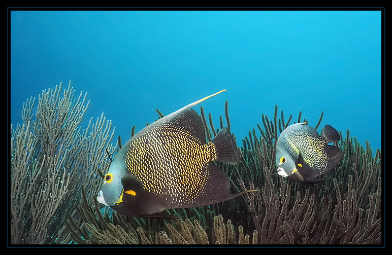 French Angelfish Pair