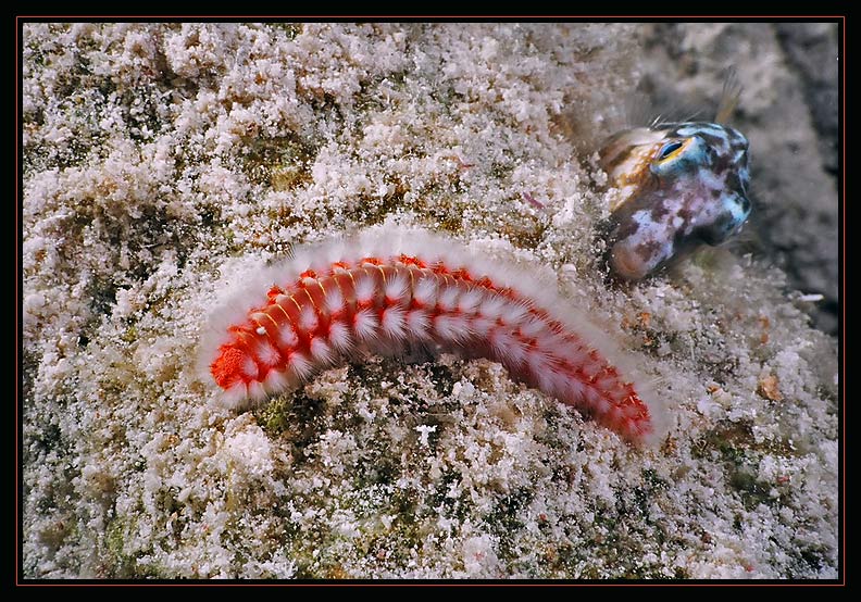 Fireworm w/ little puffer