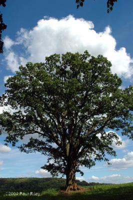 Oak Tree