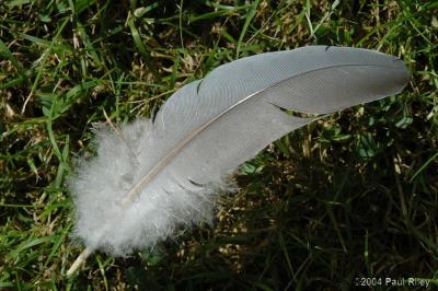 Feather