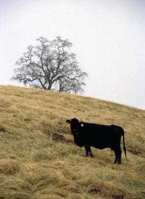 Grant Ranch Bovine