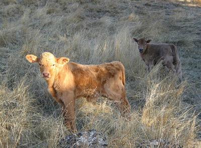 Two Calves