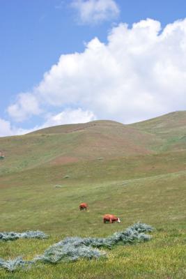 Cows Over Milpitas