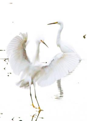 egrets7