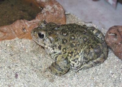 Little Toad