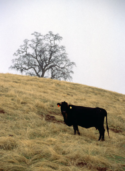 Grant Ranch Bovine