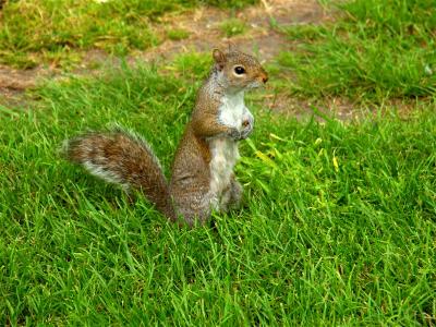 Squirrel in Hyde Park London