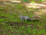 Central Park Squirrel.jpg