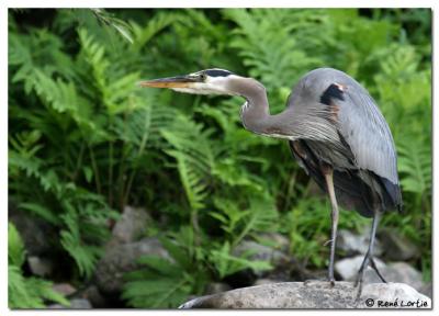 Grand Hron / Great Blue Heron