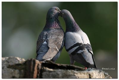 Pigeons Biset / Rock Dove