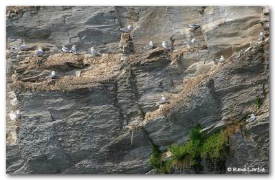 Mouettes tridactyles / Blacked-legged Kittiwake