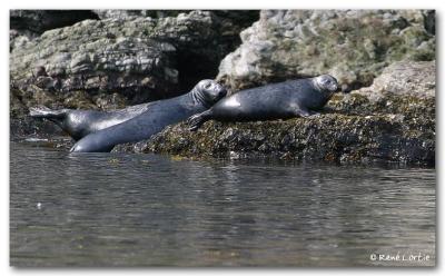 Phoques gris / Grey Seals