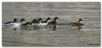 Eiders à duvet / Common Eider