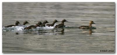 Eiders  duvet / Common Eider