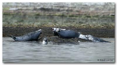 Phoques gris / Grey Seals