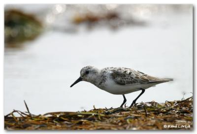 Bécasseau Sanderling / Sanderling