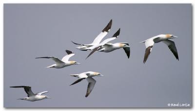 Fou de Bassan / Northern Gannet