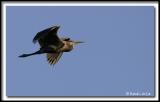 Grand Hron / Great Blue Heron
