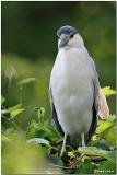 Bihoreau gris / Black-Crowned Night-Heron