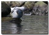 Phoques gris / Grey Seals