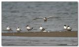 Sternes Pierregarin / Common Terns
